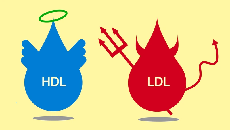 Phân biệt LDL Cholesterol "Cholesterol xấu" và HDL Cholesterol "Cholesterol tốt" 1
