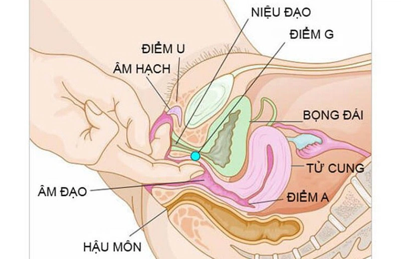 Cơ quan sinh dục chính là một trong những bộ phận chứa nhiều điểm G về tình dục nhất trên cơ thể của người phụ nữ