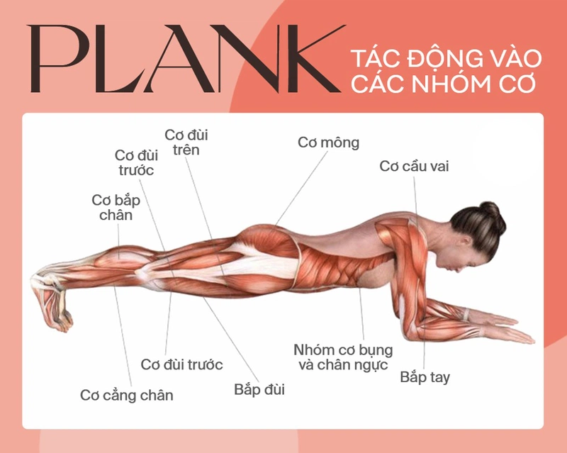 Thực hiện các bài tập plank có giúp tăng chiều cao không? 1