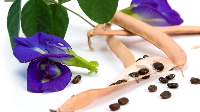 Quả đậu biếc có ăn được không? Những lưu ý khi sử dụng 2