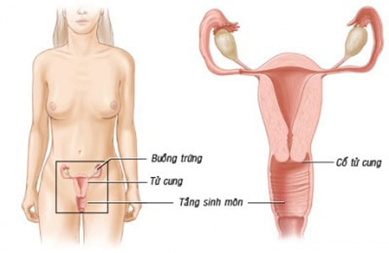 Tầng sinh môn sẽ giãn nở trong quá trình sinh sản để em bé sinh ra dễ dàng và an toàn hơn