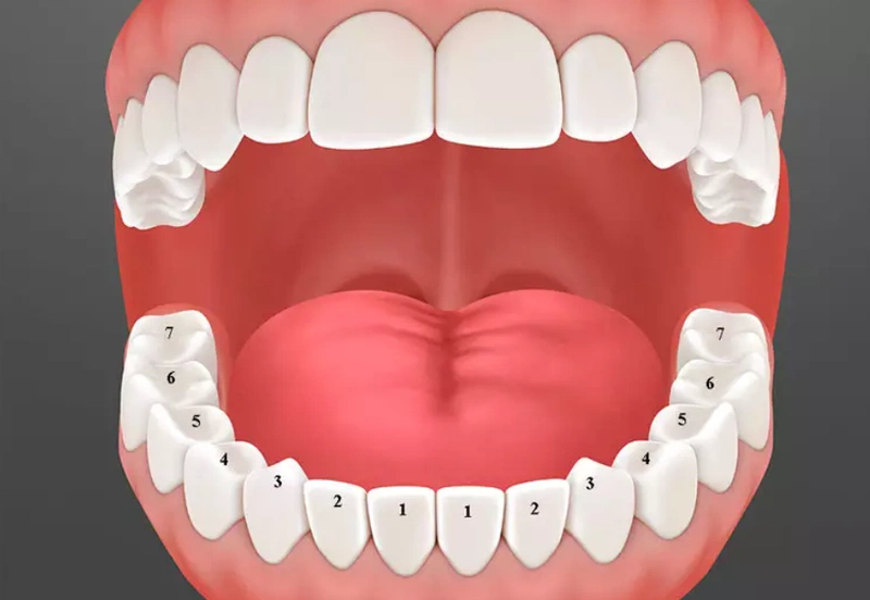 Răng vĩnh viễn đảm nhiệm chức năng chính là ăn nhai và thẩm mỹ cho hàm răng của bạn suốt đời