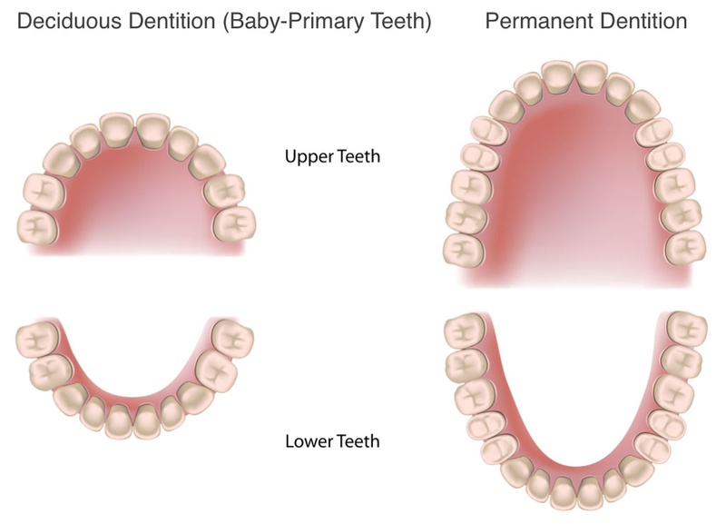 Răng vĩnh viễn và răng sữa có mối quan hệ mật thiết