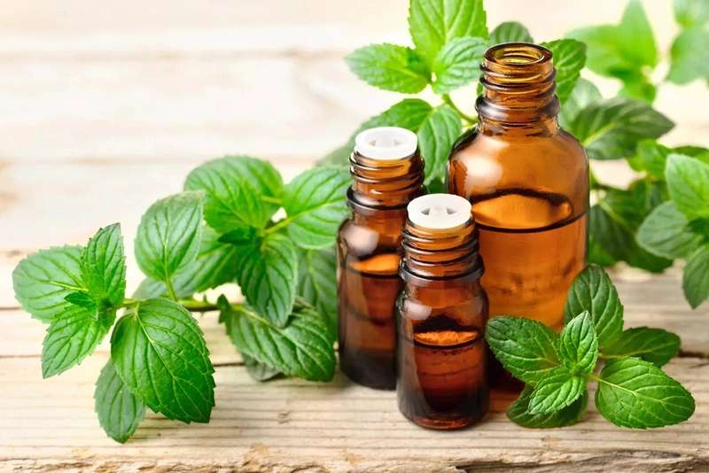 Mùi của lá bạc hà có thể xua đuổi rệp giường hiệu quả