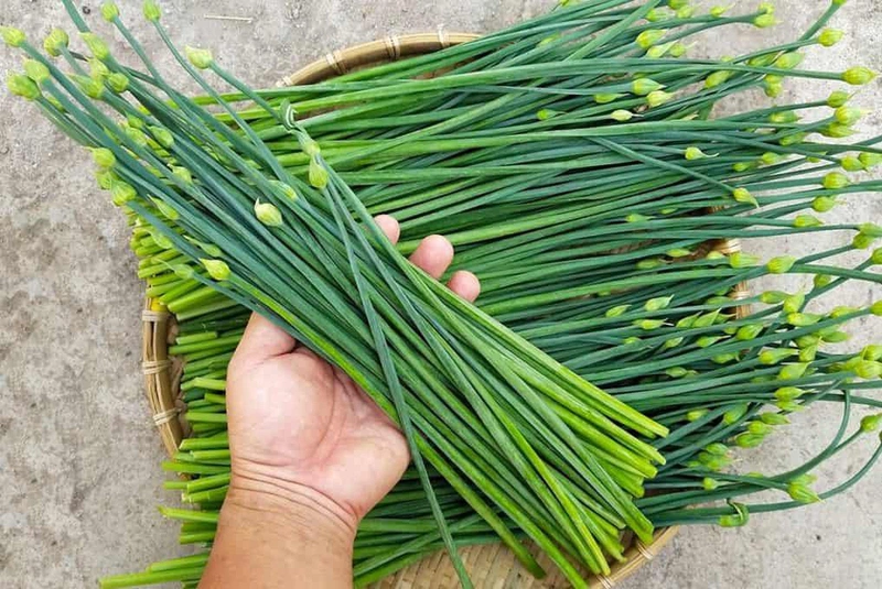 Rơ lưỡi cho trẻ sơ sinh bằng cỏ mực: Cẩn thận trẻ bị viêm nhiễm 2