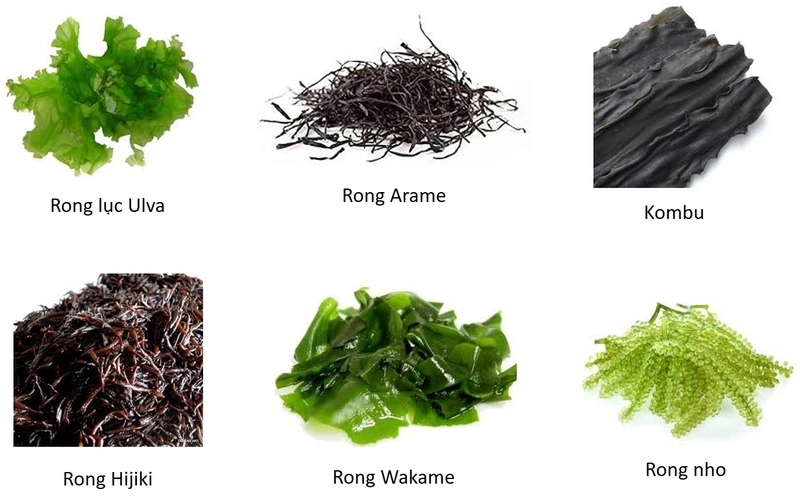 rong biển cho bé ăn dặm 3
