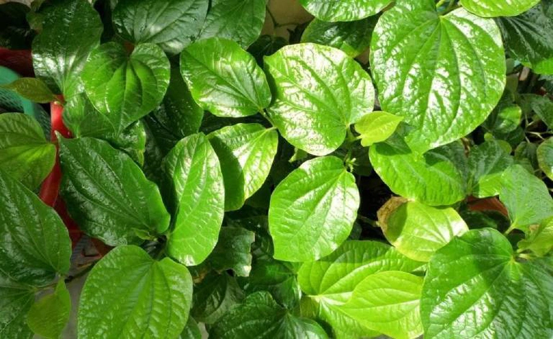 Chữa viêm da cơ địa bằng lá trầu không có thật sự hiệu quả? 1