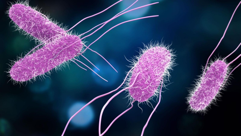 Salmonella là gì và những thông tin cần biết 1