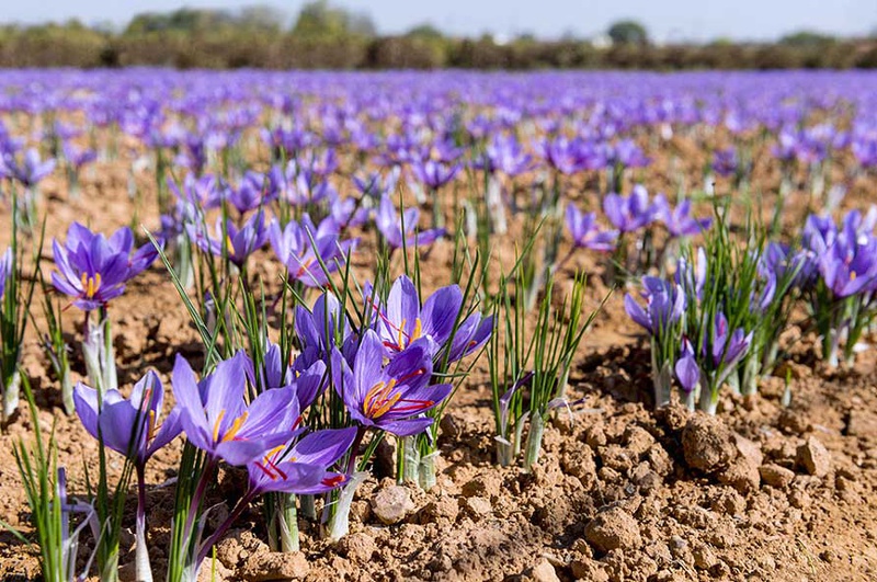 Những lưu ý quan trọng khi sử dụng saffron 1