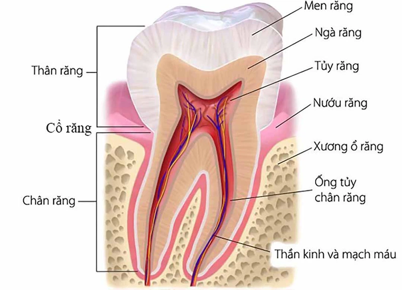 Răng hàm là răng to nhất của hàm răng