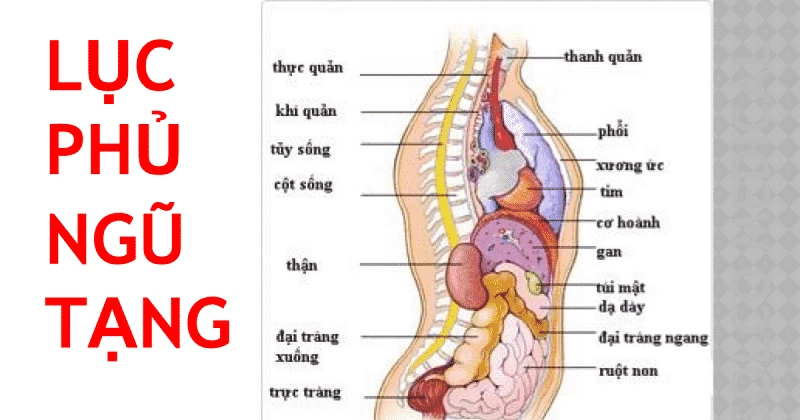 Mô hình giải phẫu cơ và nội tang cơ thể người 78cm  Shopee Việt Nam