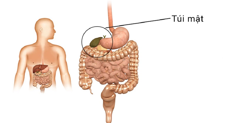Vị trí vùng túi mật trong trong cơ thể con người