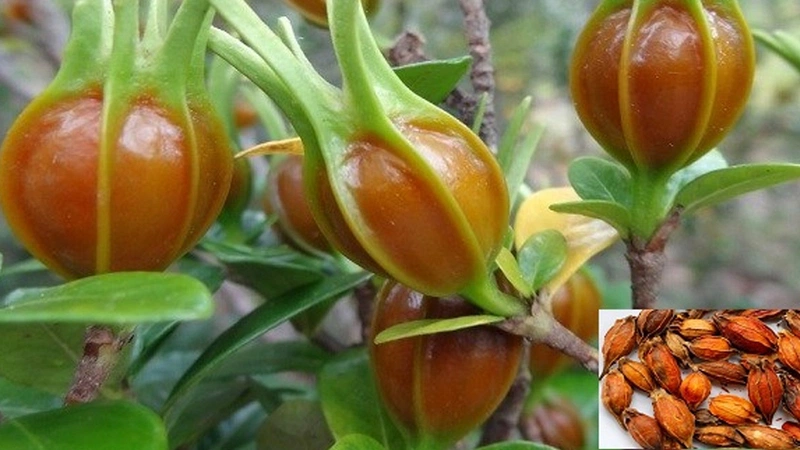 Sỏi mật nên uống lá gì để bệnh nhanh khỏi 2