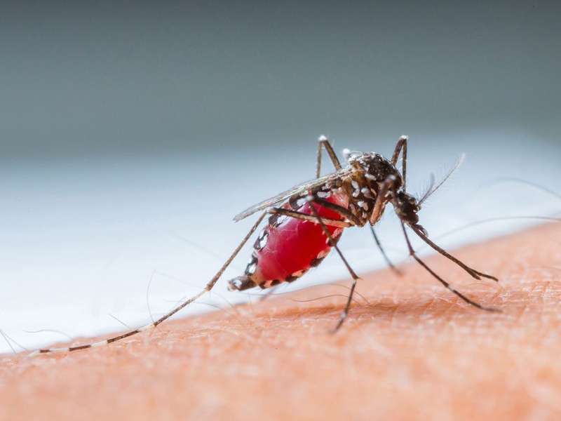 Một số động vật có thể mang virus gây bệnh sốt siêu vi và truyền sang người qua vết cắn