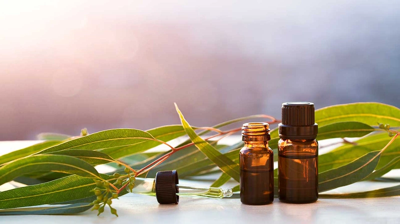 Tinh dầu khuynh diệp có công dụng hữu hiệu đối với sức khỏe, giúp làm giảm tình trạng nghẹt mũi, chống nhiễm trùng, kháng nấm
