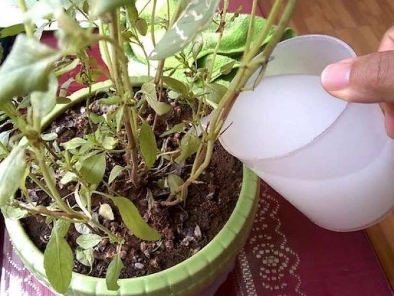 Sữa hết hạn dùng làm gì? Tận dụng thông minh ai cũng nên biết 2