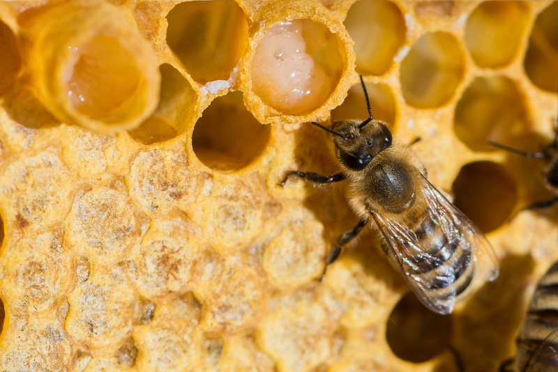 Sữa ong chúa có tác dụng gì cho sức khỏe của bạn 1