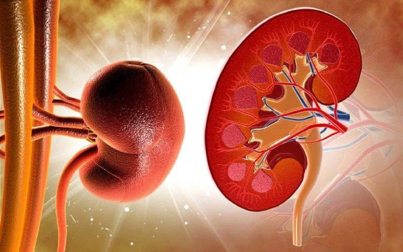 Bắp cải kiêng ăn với gì? Những ai không nên ăn bắp cải? 3