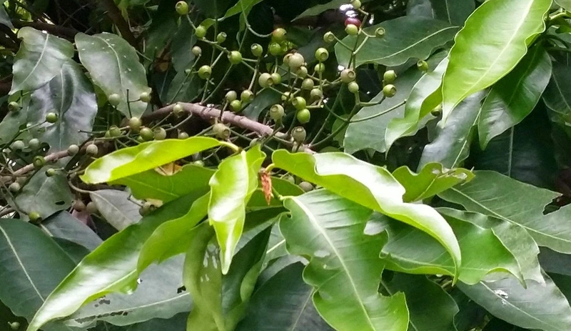 Tác dụng của lá vối đối với sức khỏe con người 1