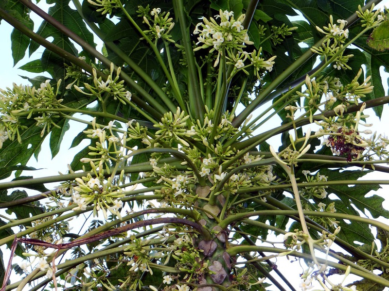Tác dụng phụ và độc hoa đu đủ đực1