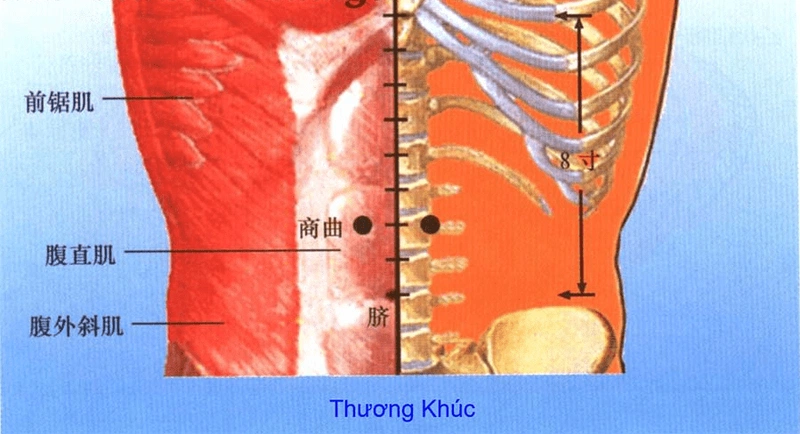 Huyệt Thương Khúc là huyệt vị thứ 17 của Kinh Thận