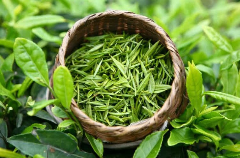 Tắm lá gì để trị hắc lào nhanh chóng và hiệu quả 4