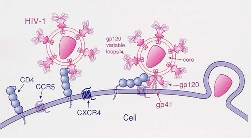 CD4 thực chất là tế bào lympho T được sản sinh ra từ tế bào gốc của tủy xương