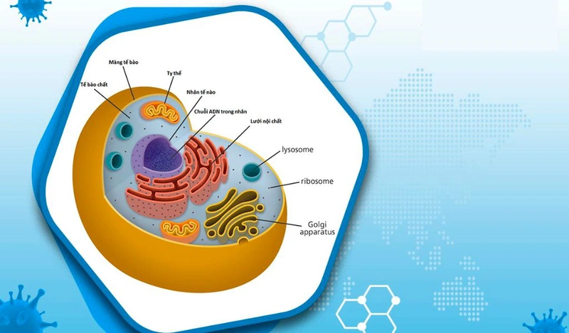 Tế bào là gì? Cấu tạo và chức năng của tế bào bình thường? 1
