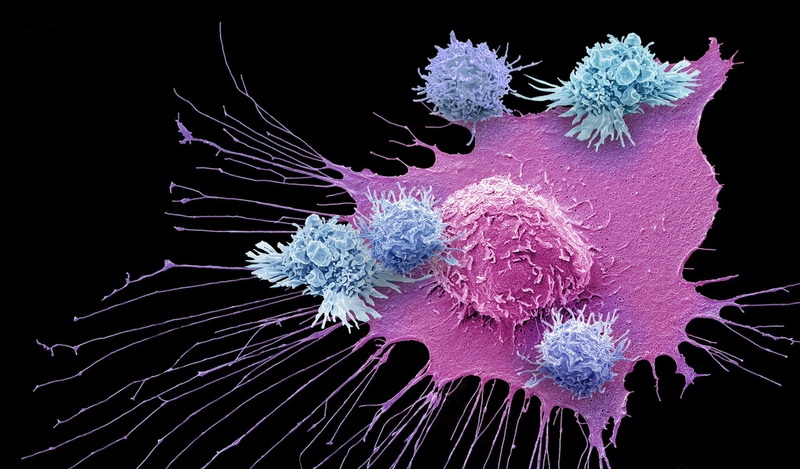 Tế bào lympho T và những điều bạn chưa biết 1