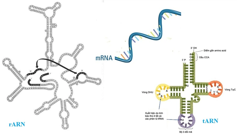 Axit nucleic là gì và những tác dụng của nó. 2