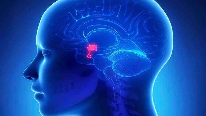 Thắc mắc: Ăn gì để tăng tuyến yên? 2