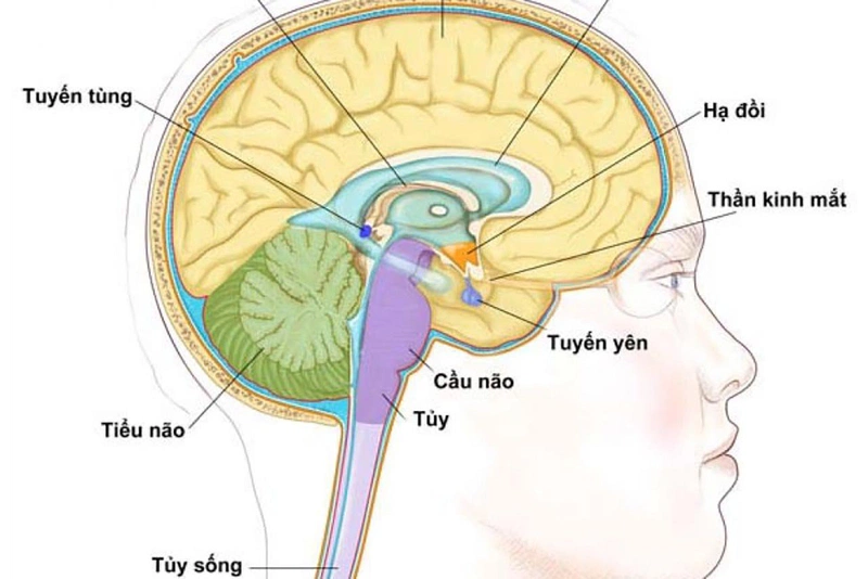 Thắc mắc: Ăn gì để tăng tuyến yên? 1