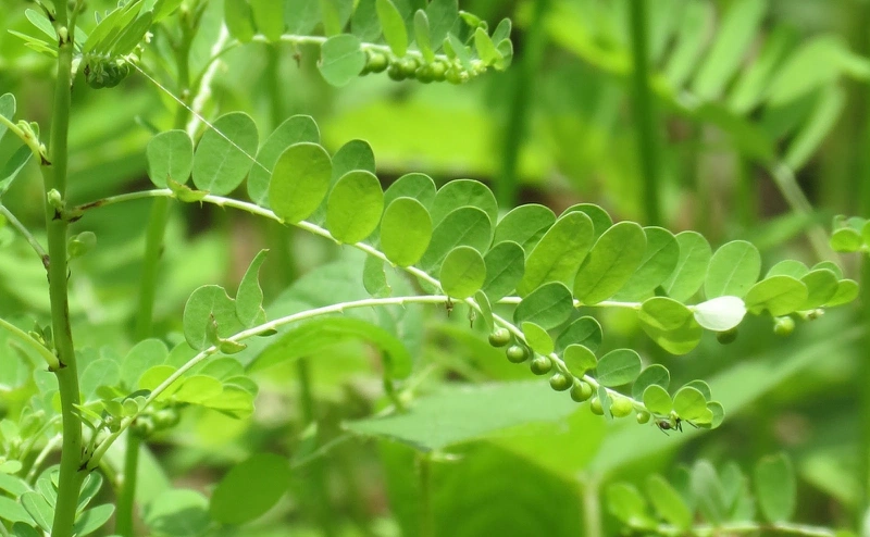 Thắc mắc: Uống lá cây gì tốt cho gan? 4