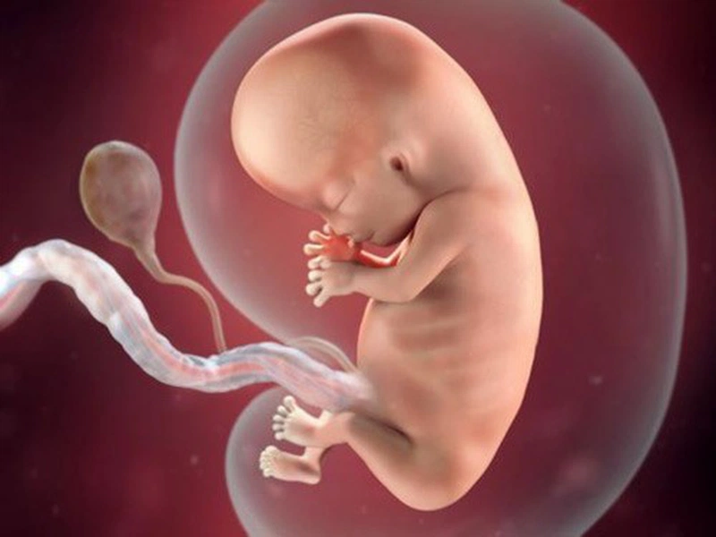 Thai nhi 15 tuần: Đặc điểm và cách chăm sóc hiệu quả 1