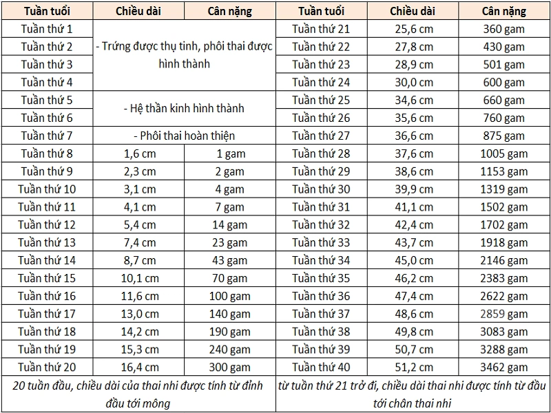 Bảng cân nặng chuẩn của thai nhi Việt Nam