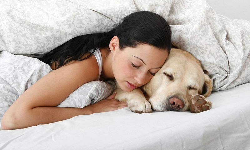 Thói quen ngủ cùng thú cưng có tốt không 1