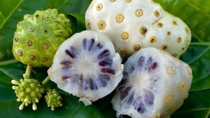 Thông tin chung về noni (trái nhàu)3