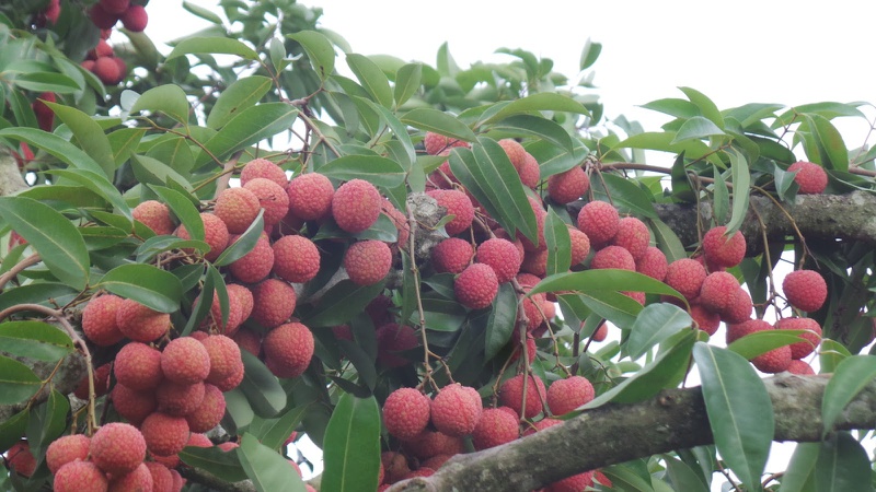 Thử cách chữa hôi miệng bằng quả vải này, bạn sẽ bất ngờ 2