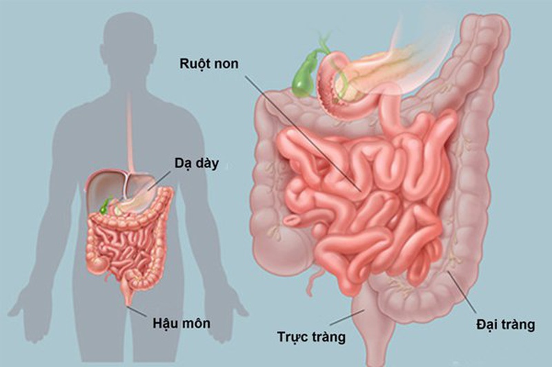 Giải đáp: Thức ăn được hấp thụ chủ yếu ở đâu? Hệ tiêu hóa có vai trò gì? 2