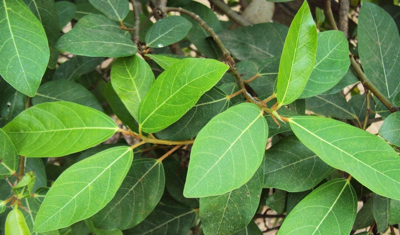 Thực hư về câu chuyện lá sung trị tiểu đường