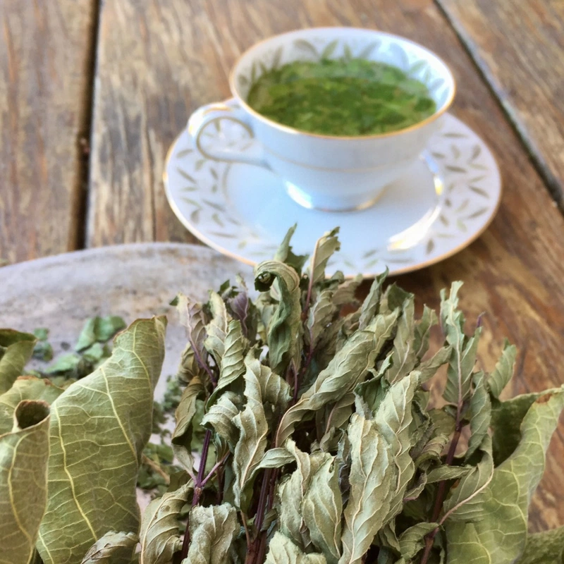Thực hư về câu chuyện lá sung trị tiểu đường 3