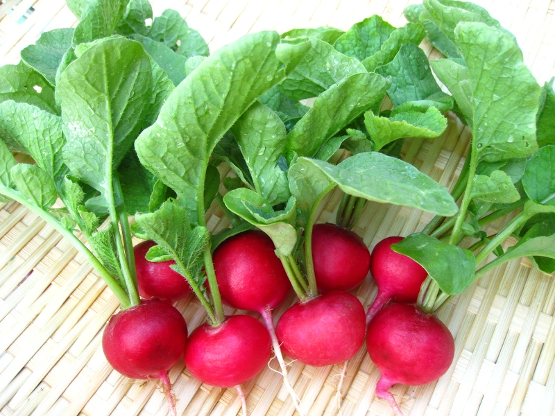 Hướng dẫn cách chữa bệnh trĩ bằng mật ong 4