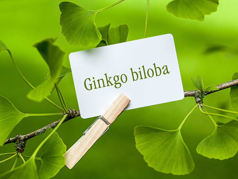 Thuốc bổ não Ginkgo biloba được chiết xuất từ cao lá của cây Bạch quả.
