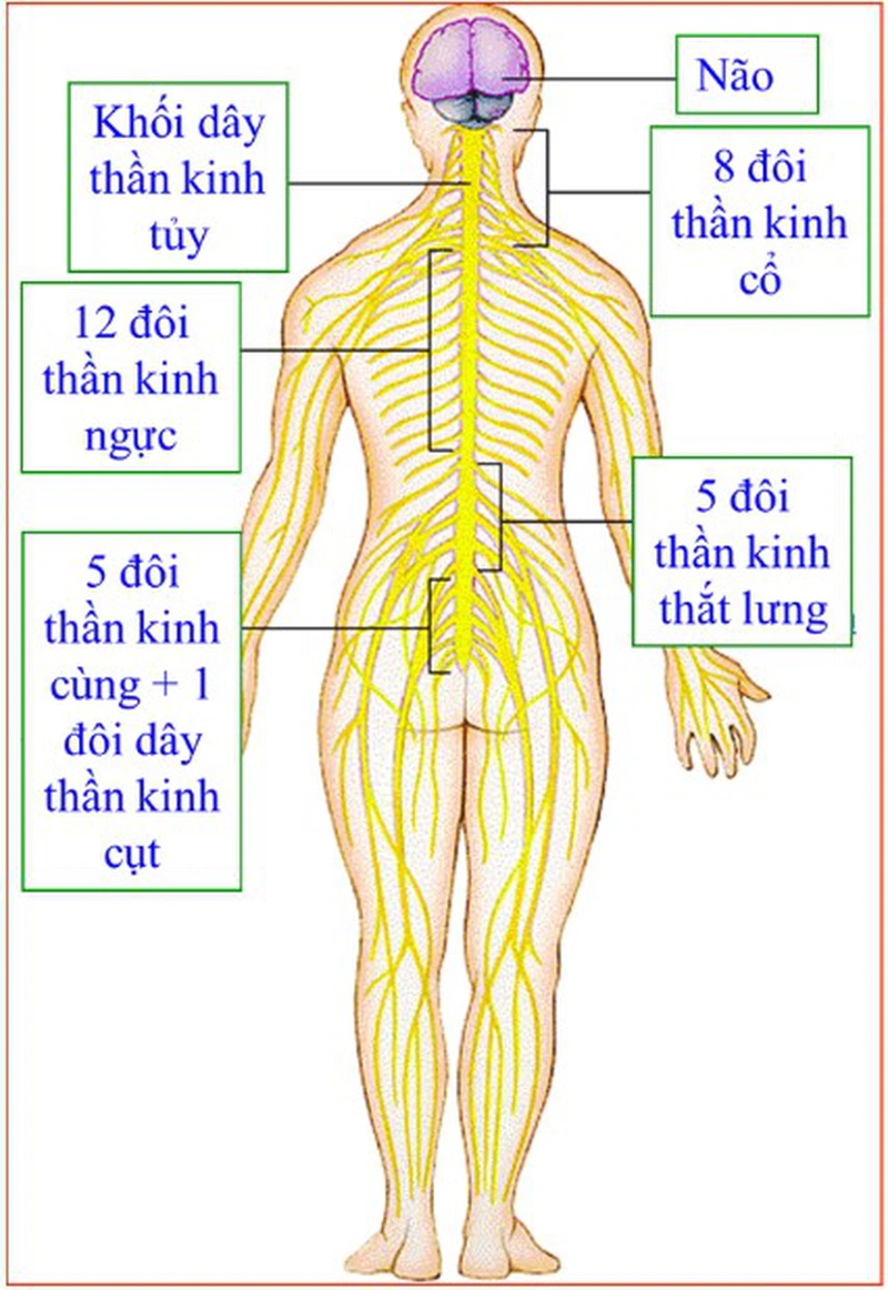 Có bao nhiêu đôi dây thần kinh tủy?2