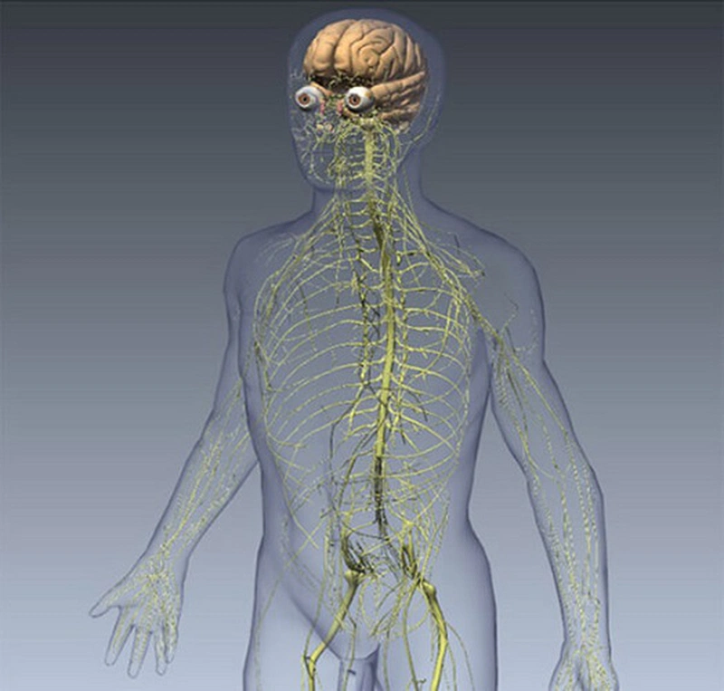 tìm hiểu: con người có bao nhiêu đôi dây thần kinh tủy