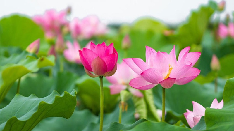 Tìm hiểu phương pháp chữa ung thư cổ tử cung bằng Đông y3