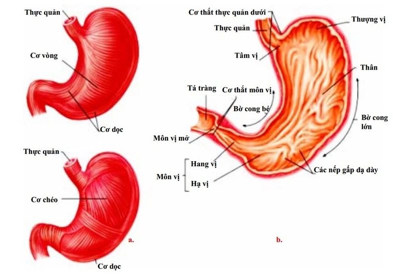 Tìm hiểu quá trình tiêu hóa ở dạ dày
