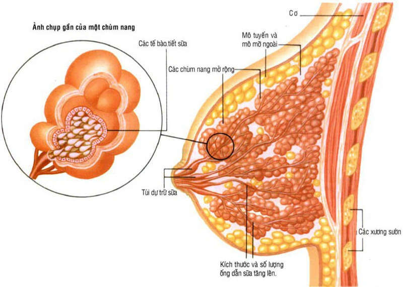 Tác động huyệt nhũ trung có khả năng điều trị các bệnh lý liên quan đến tuyến vú
