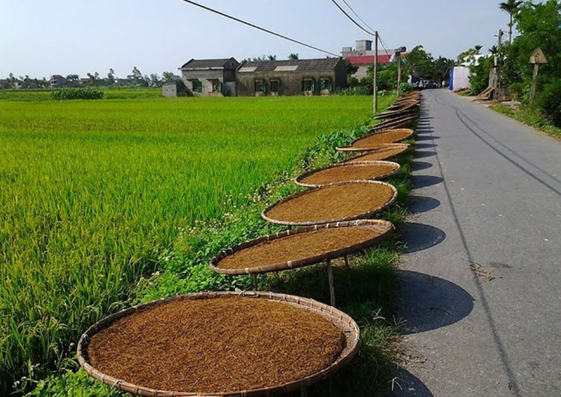 Tìm hiểu về cây thuốc lào, những tác dụng và tác hại  2