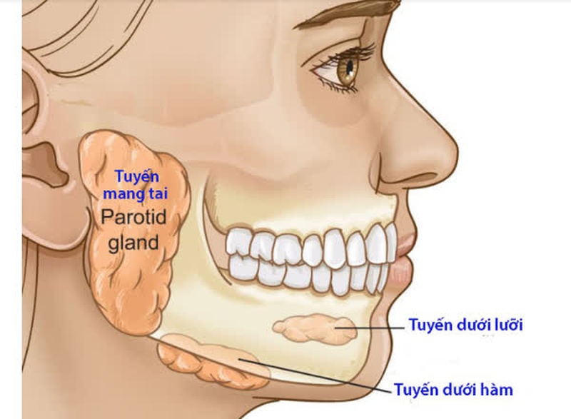 Tìm hiểu về phẫu thuật u tuyến nước bọt dưới hàm1